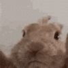 IMG_5192.gif